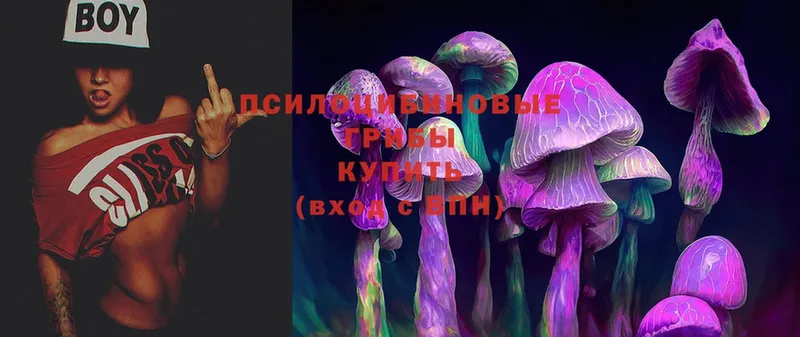 хочу наркоту  Ржев  Галлюциногенные грибы Magic Shrooms 